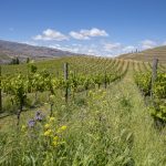 DomaineThompson_CentralOtago23RBPHOTO(200)