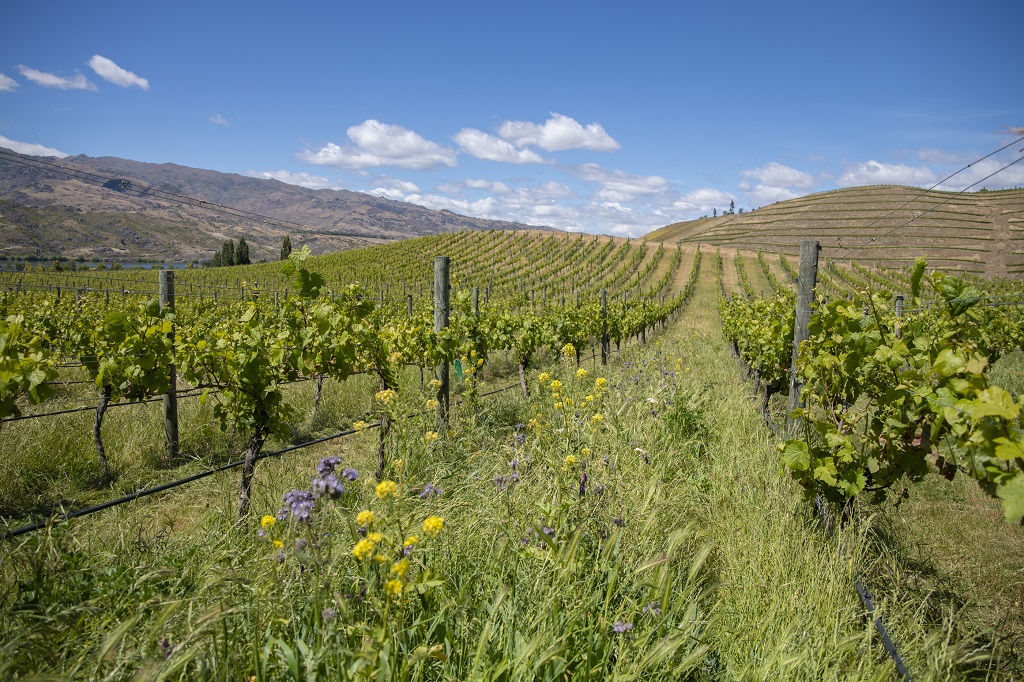 Sustainability “central” to premium brand positioning of NZ wine