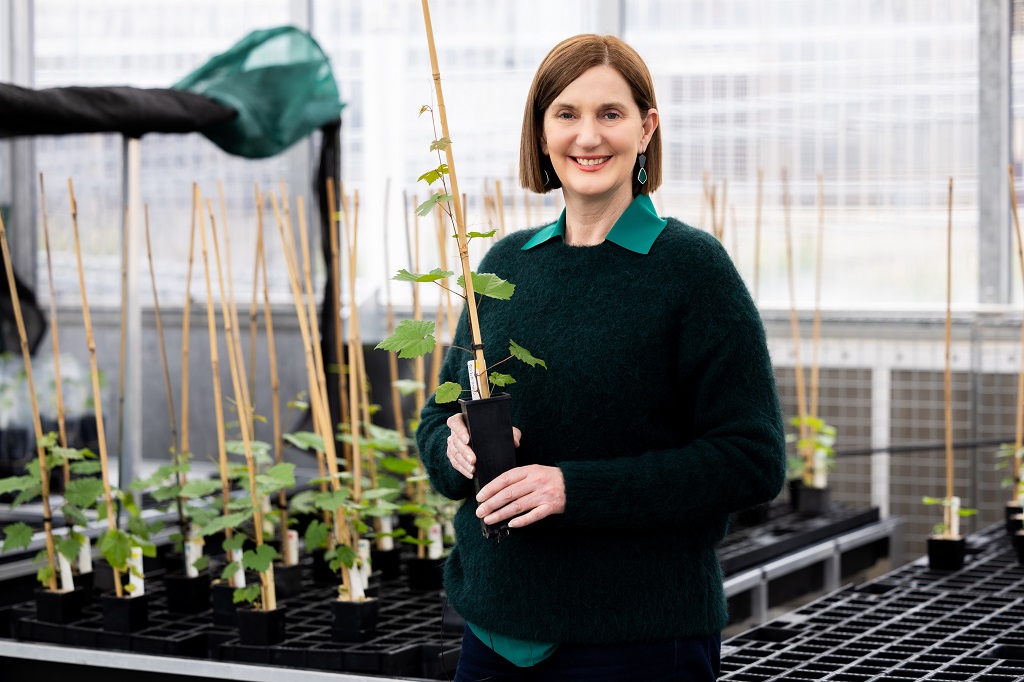 Blending science with heritage: new cultivars to “future-proof” Australian wines