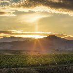 Whites the way to go: NZ celebrates “refreshing” wine styles