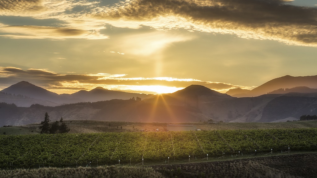 Whites the way to go: NZ celebrates “refreshing” wine styles