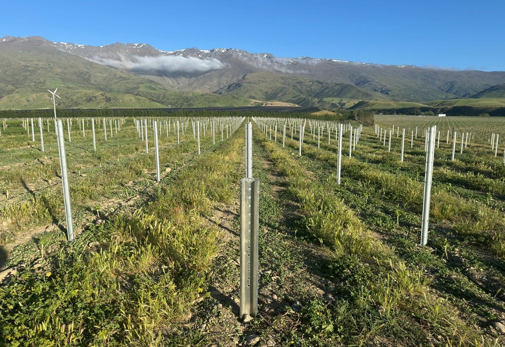 New Zealand wine companies take advantage of the Ocloc trellis system