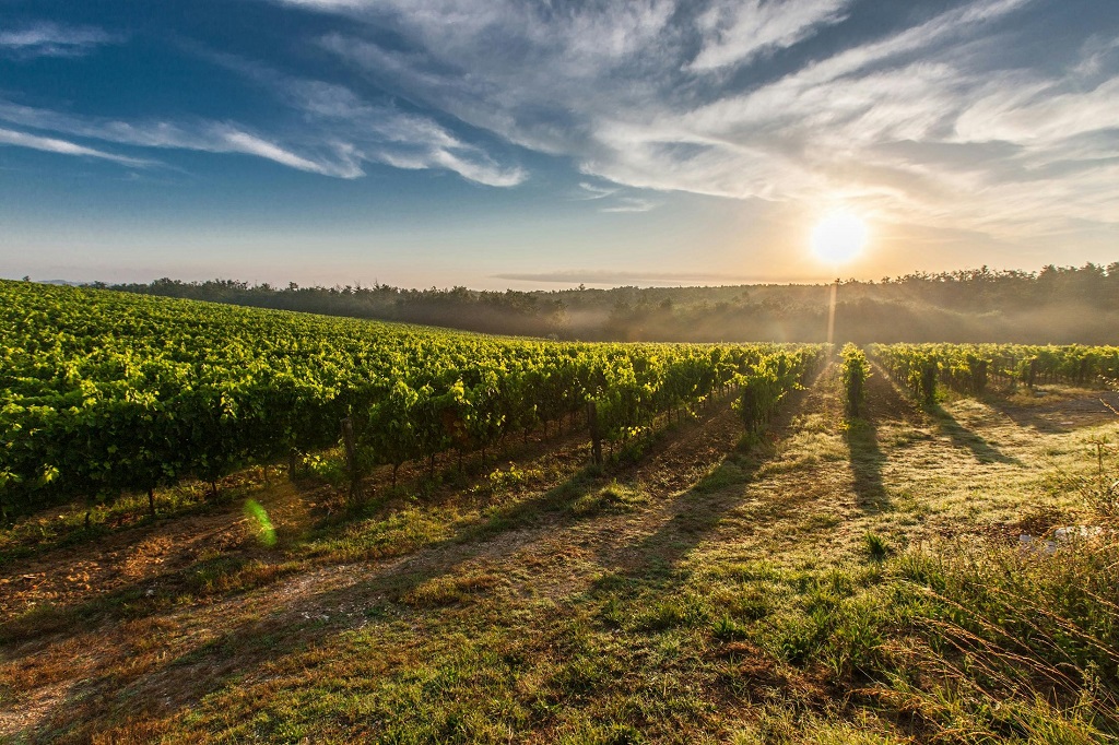 Workforce strategy designed to strengthen SA’s wine, food, and agribusiness sectors