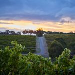 Hardys Vineyard