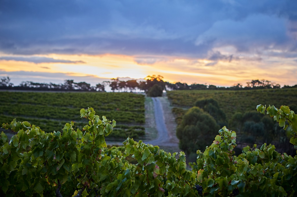 Future of two Vinarchy wineries in doubt