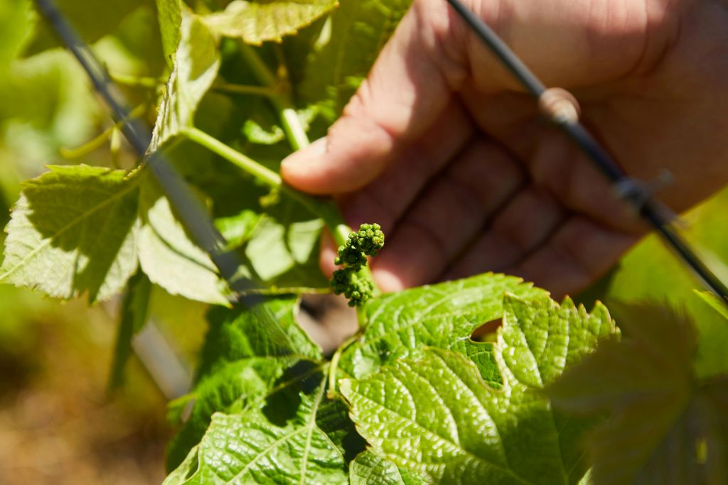 Producers left scrambling after organic certifier collapses