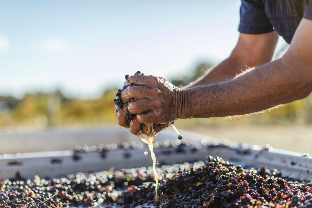 National vintage report reveals “problematic” rise in red winegrape crush