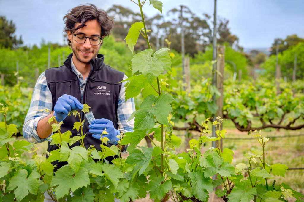 Identifying grapevine clones is about to get easier and more accurate