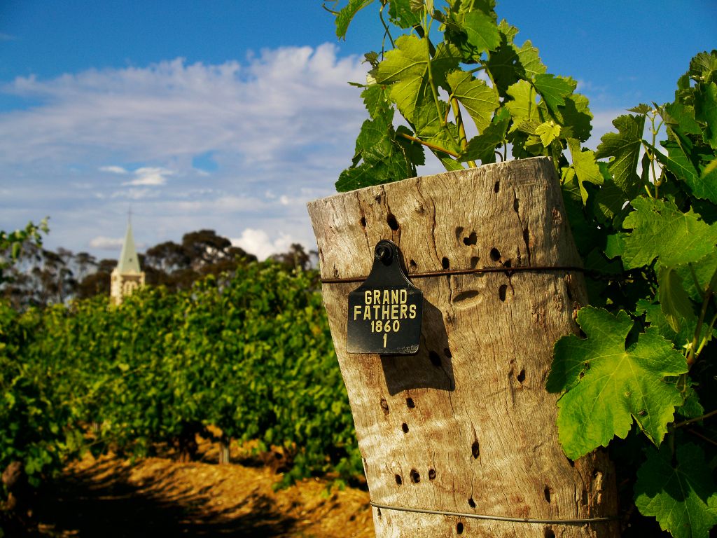 A new trophy for old vines