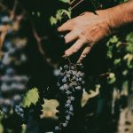 kurt-van-krieken-8PR_jAkYcAo-unsplash