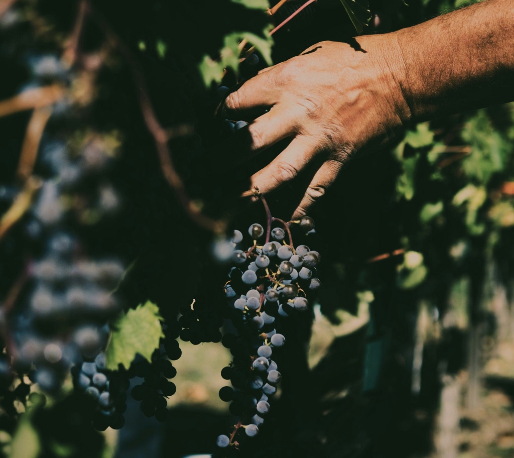 Domestic sales insights increase market transparency for inland growers
