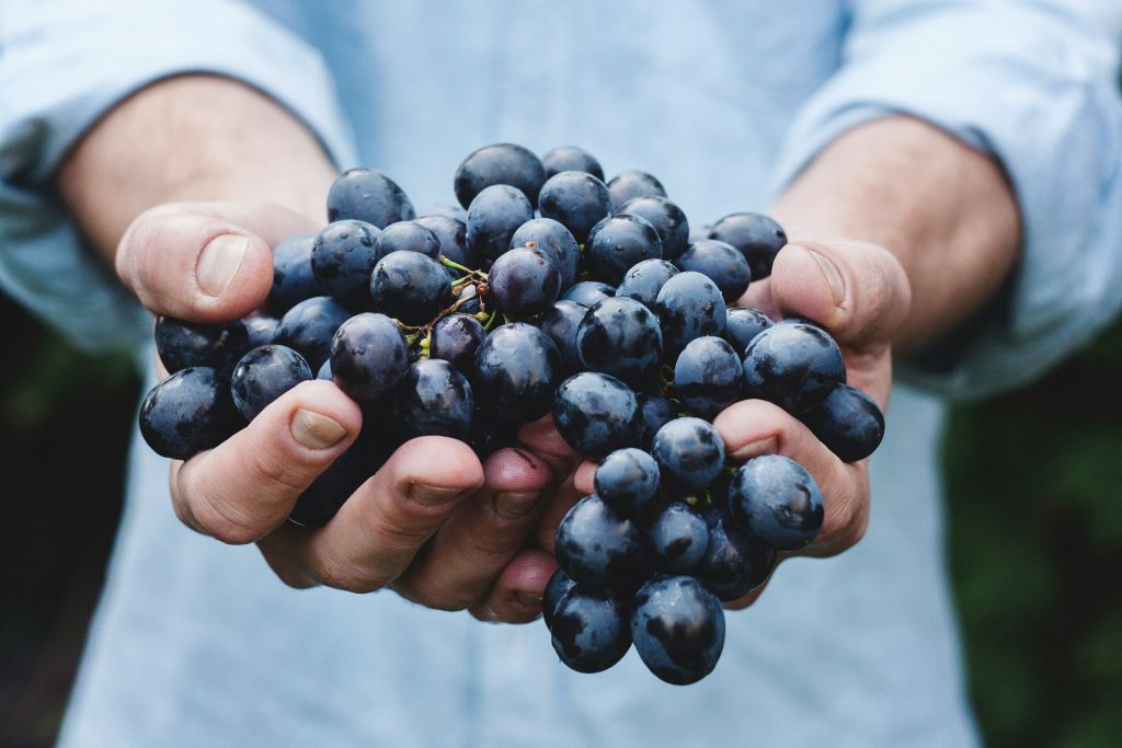 Backing workers in Victorian wine
