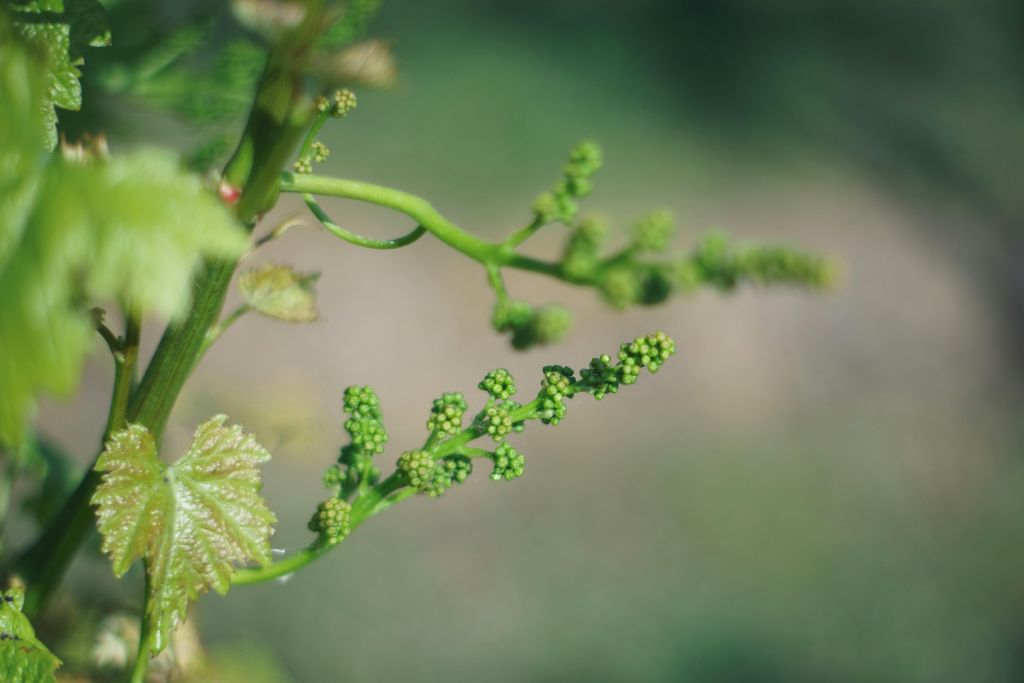 Industry heavyweights fear defunding of Australian Wine Research Institute