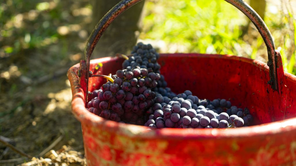Wine Australia responds to industry concerns about Strategic Plan
