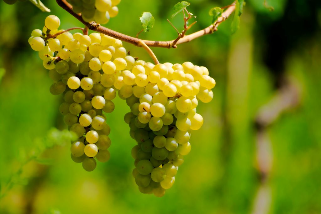 Australian wine to benefit from organics agreement with Japan