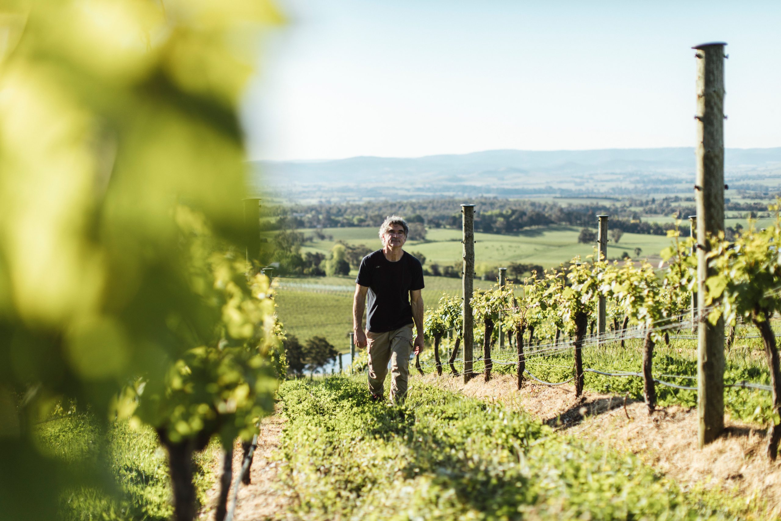 ‘Cultivating tomorrow’ with a stronger Sustainable Winegrowing Australia
