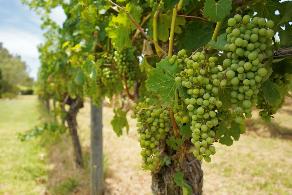 SA wine recovery program extended to 2027